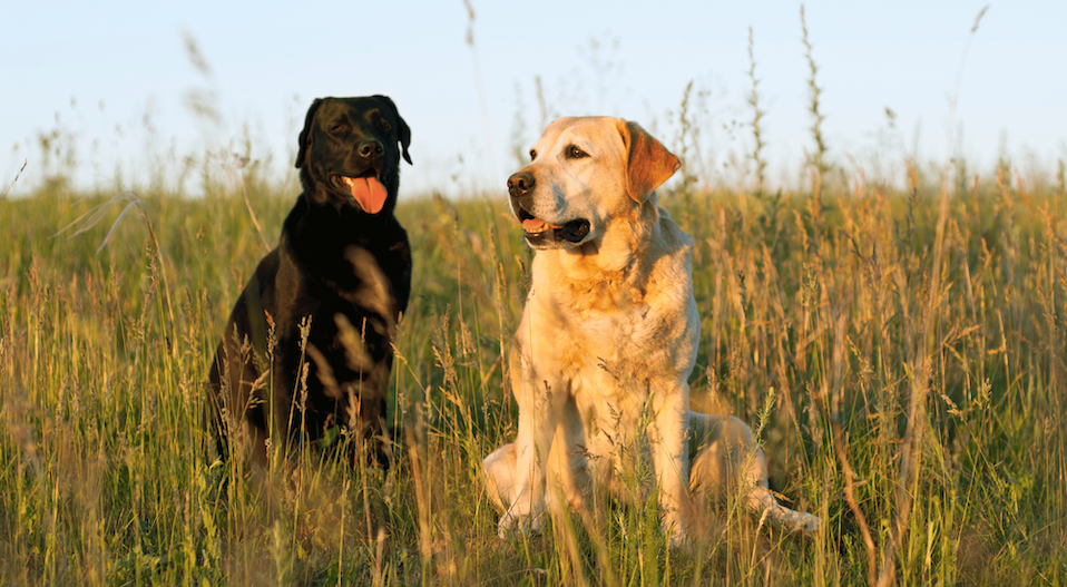 Breed Spotlight: Labrador Retrievers Image