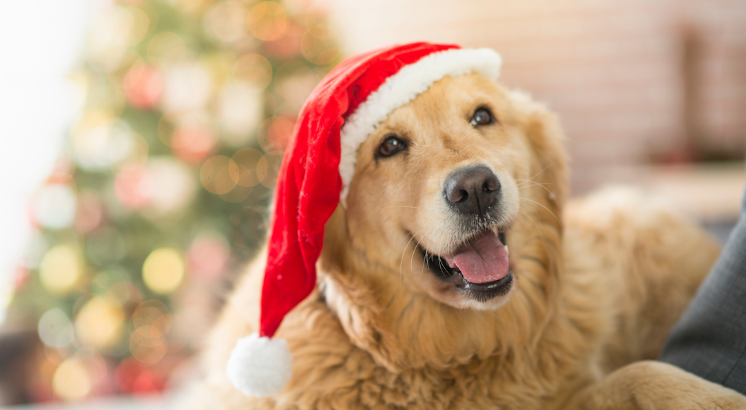 Having a Dog Friendly Christmas Image