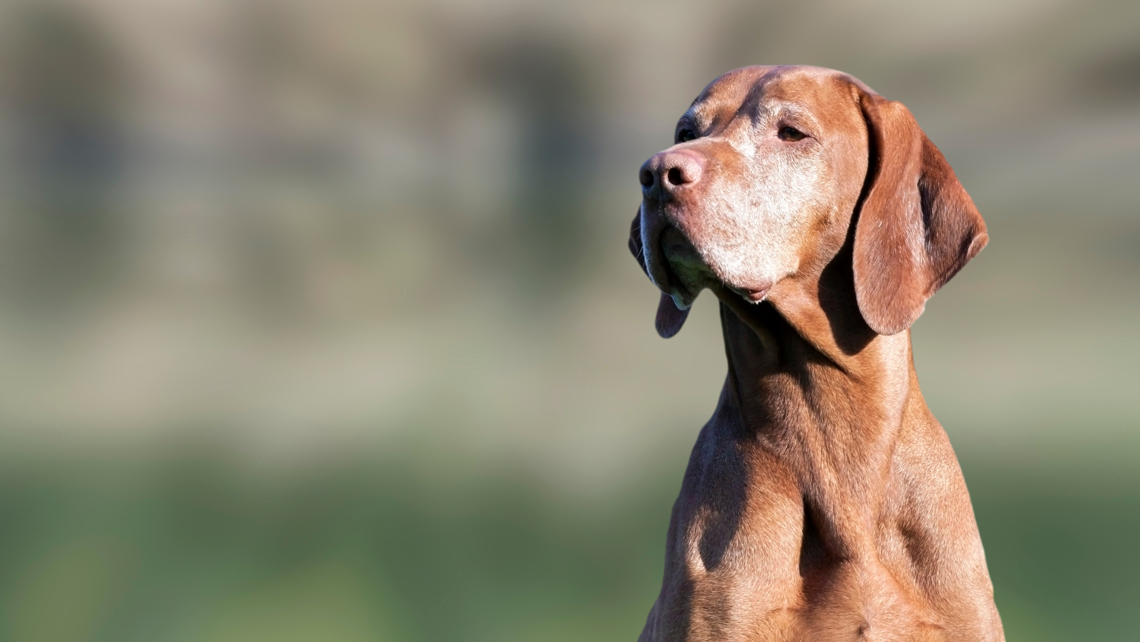 Why do dogs get joint pain? Image