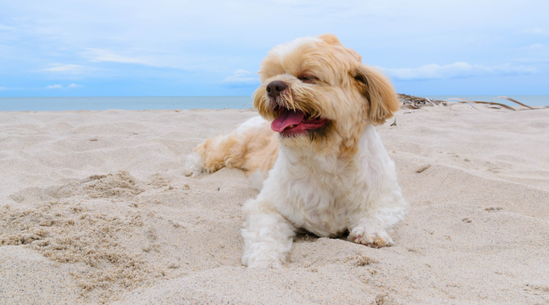 Tips to Keep Your Dog Cool in Summer Image